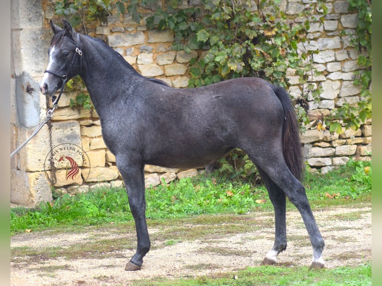 Welsh-B Giumenta Puledri (03/2026) 133 cm Grigio in la chapelle bâton