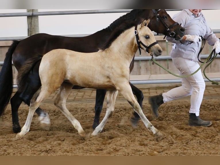 Welsh-B Giumenta Puledri (06/2026) 135 cm Pelle di daino in Köckritz