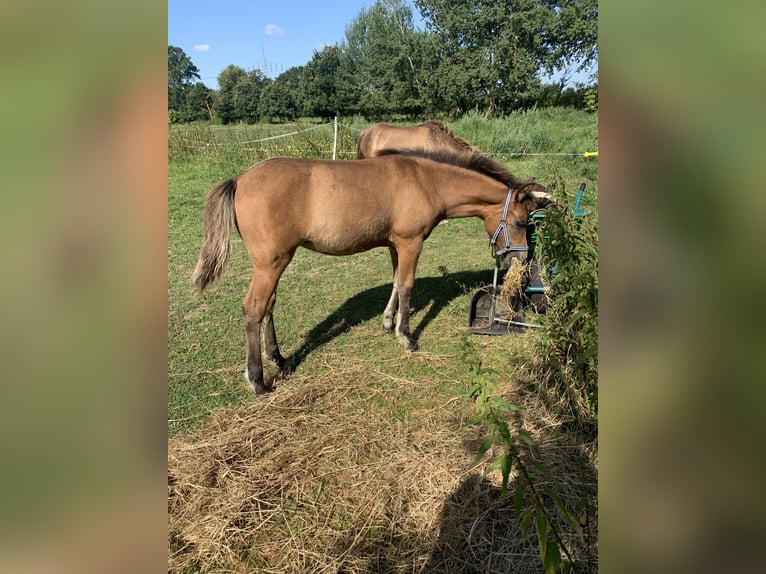 Welsh-B Mix Giumenta Puledri (04/2026) 140 cm Pelle di daino in Klein Offenseth-Sparrieshoop