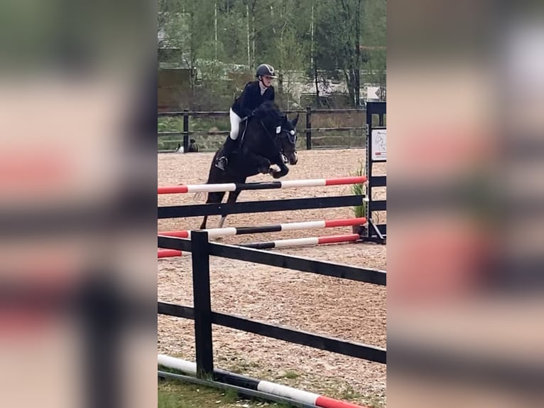 Welsh-B Hengst 10 Jaar 136 cm Donkere-vos in Fjaras