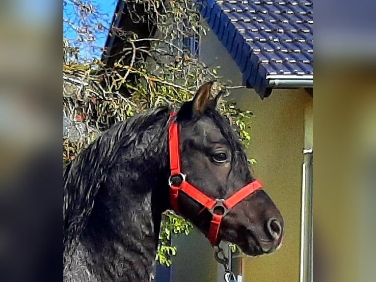 Welsh-B Hengst 10 Jahre 130 cm Rappe in Steinborn
