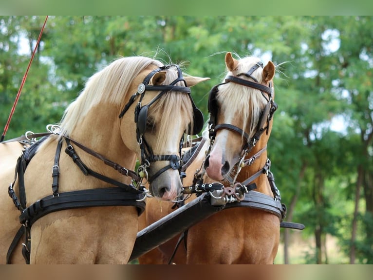 Welsh-B Hengst 11 Jaar 136 cm Palomino in Tata