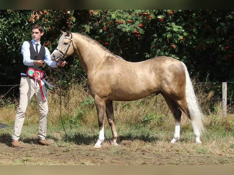 Welsh-B Hengst 11 Jaar 136 cm Palomino in Tata