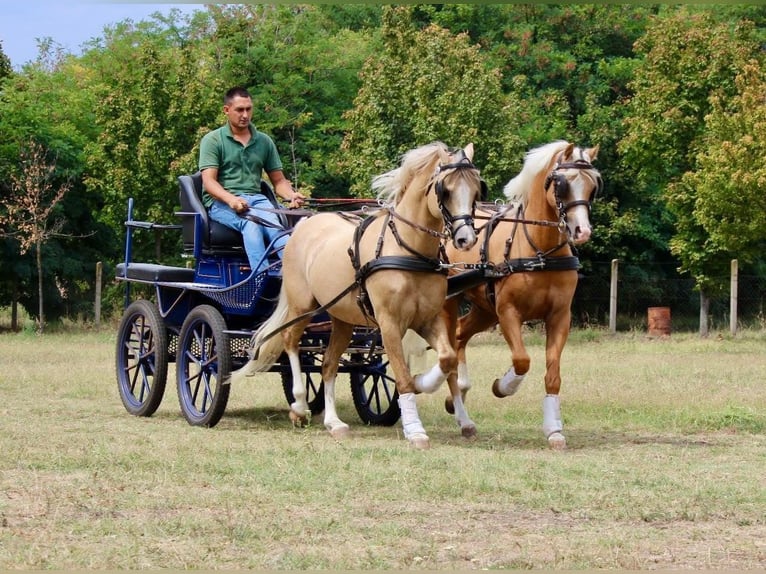 Welsh-B Hengst 11 Jaar 136 cm Palomino in Tata