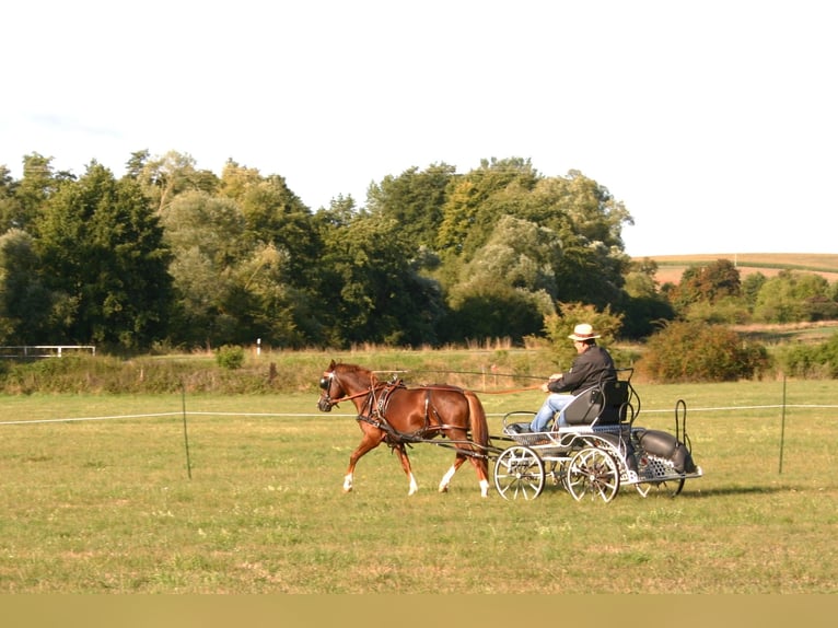 Welsh-B Hengst 11 Jaar 137 cm Vos in Erpolzheim