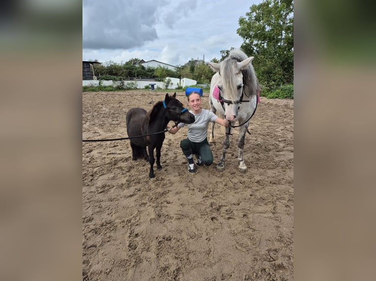 Welsh-B Mix Hengst 11 Jahre 122 cm Apfelschimmel in Montfoort