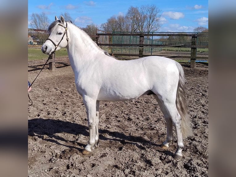Welsh-B Hengst 11 Jahre 130 cm Schimmel in Puurs