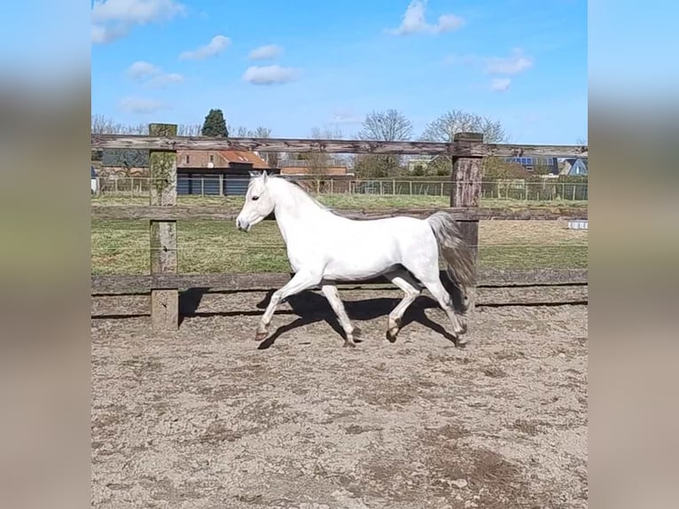 Welsh-B Hengst 11 Jahre 130 cm Schimmel in Puurs