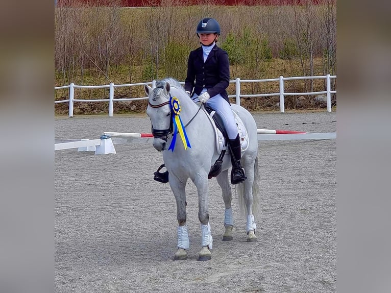 Welsh-B Hengst 13 Jaar 130 cm Schimmel in Björkvik