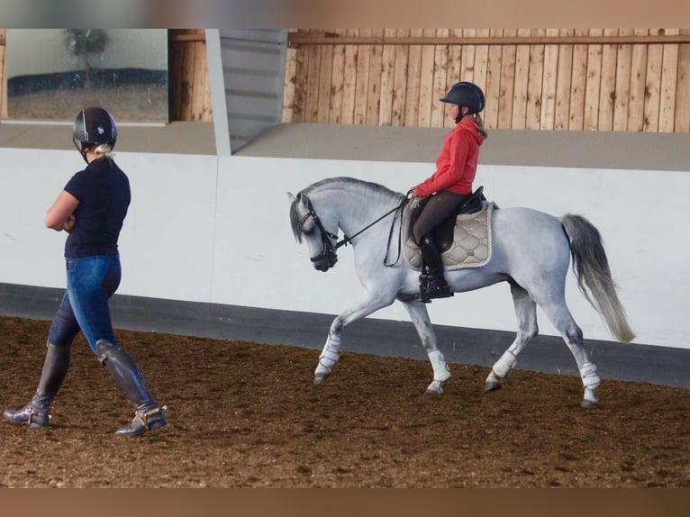 Welsh-B Hengst 13 Jaar 130 cm Schimmel in Björkvik