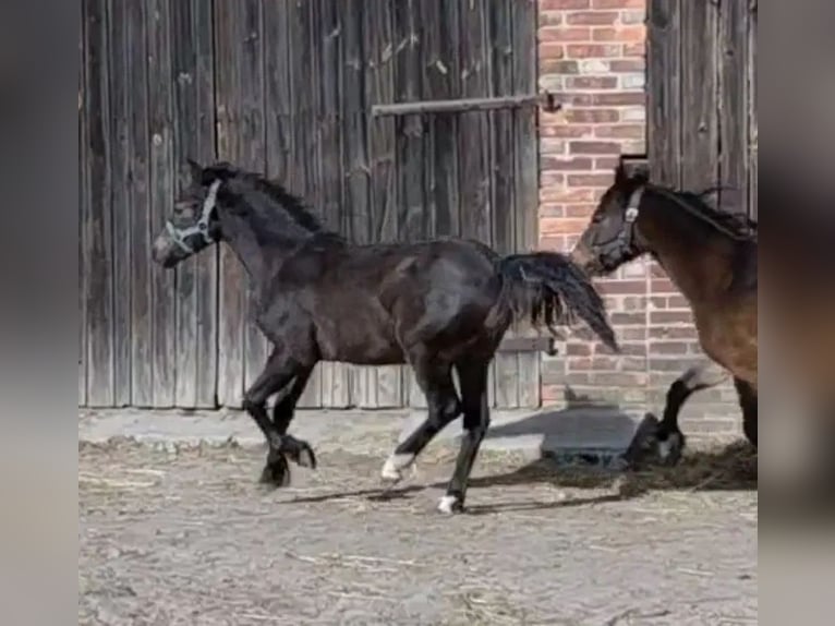 Welsh-B Mix Hengst 1 Jaar 115 cm Zwartbruin in Florianów