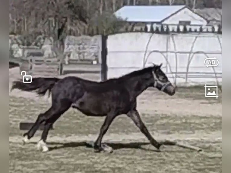 Welsh-B Mix Hengst 1 Jaar 115 cm Zwartbruin in Florianów