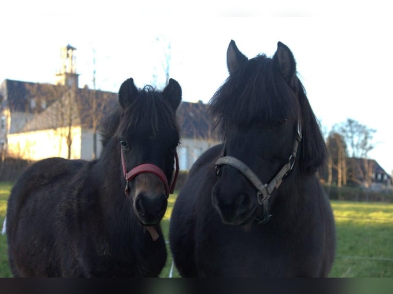 Welsh-B Mix Hengst 1 Jaar 125 cm Donkerbruin in Oelsnitz/Erzgebirge