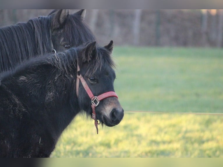 Welsh-B Mix Hengst 1 Jaar 125 cm Donkerbruin in Oelsnitz/Erzgebirge