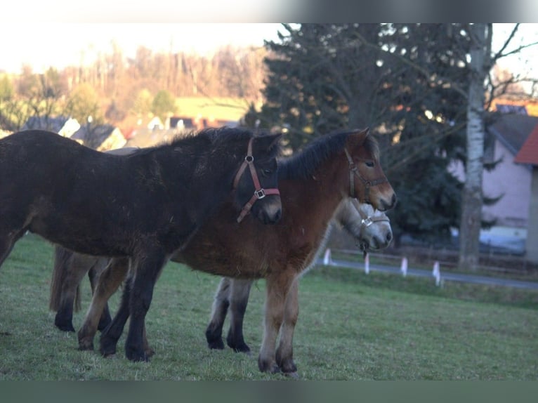 Welsh-B Mix Hengst 1 Jaar 125 cm Donkerbruin in Oelsnitz/Erzgebirge