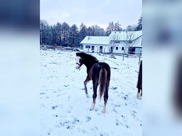 Welsh-B Hengst 1 Jaar 125 cm Donkere-vos in Obernzenn