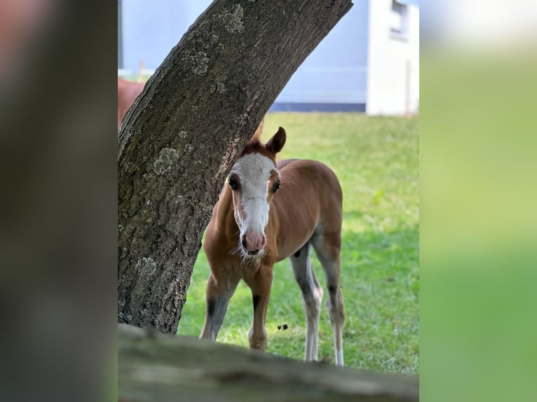 Welsh-B Hengst 1 Jaar 125 cm Donkere-vos in Obernzenn