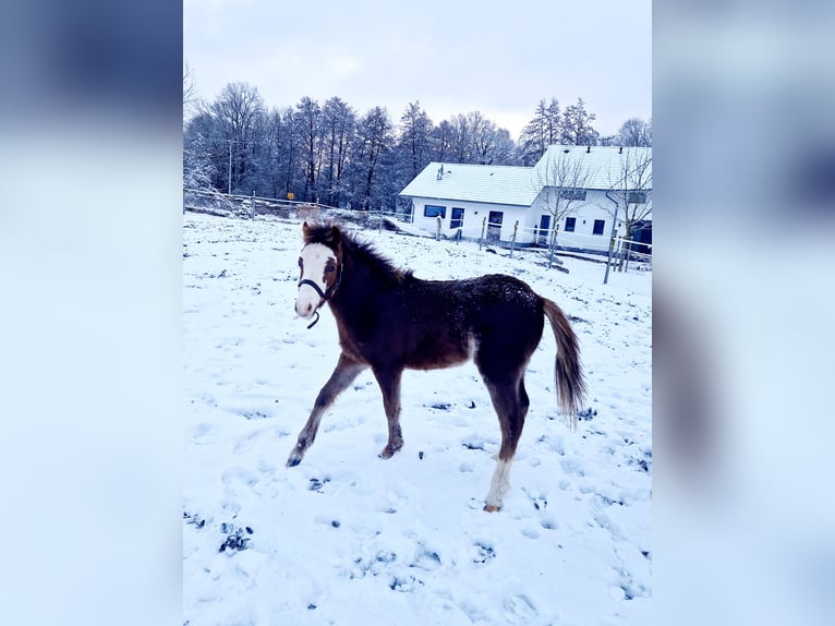 Welsh-B Hengst 1 Jaar 125 cm Donkere-vos in Obernzenn