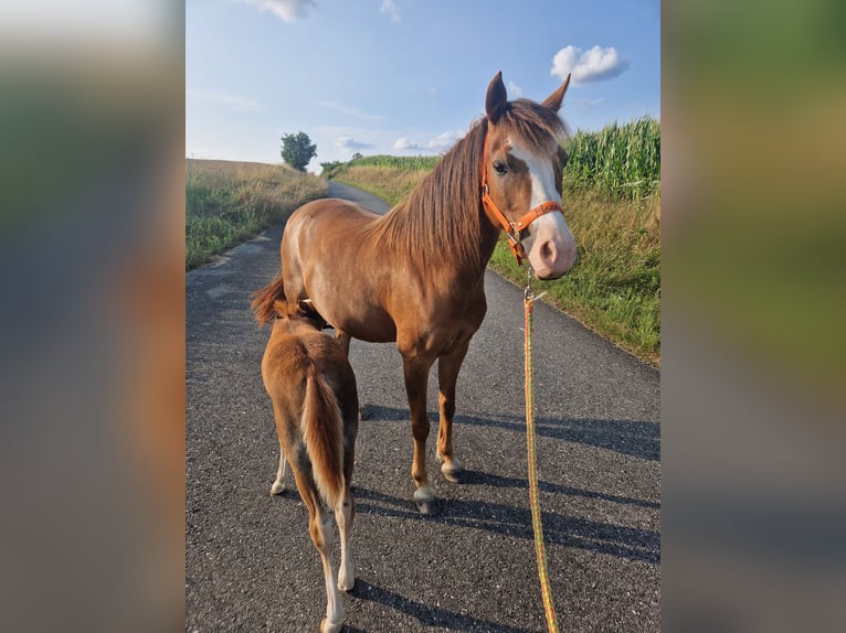 Welsh-B Hengst 1 Jaar 125 cm Donkere-vos in Obernzenn