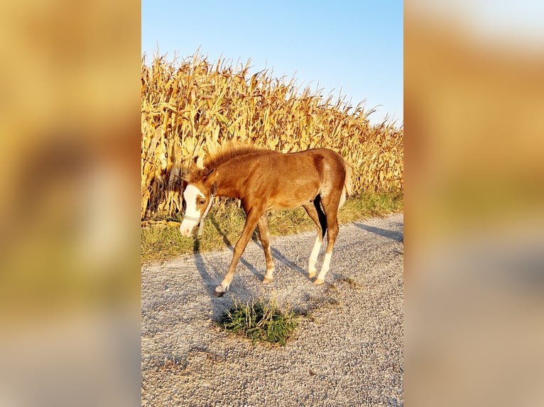 Welsh-B Hengst 1 Jaar 125 cm Donkere-vos in Obernzenn