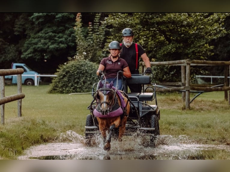 Welsh-B Hengst 1 Jaar 132 cm Perlino in Petershagen
