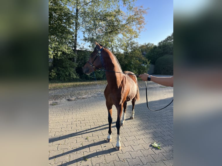 Welsh-B Hengst 1 Jaar 135 cm Bruin in Exloo