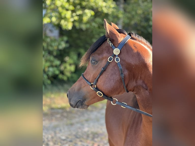 Welsh-B Hengst 1 Jaar 135 cm Bruin in Exloo