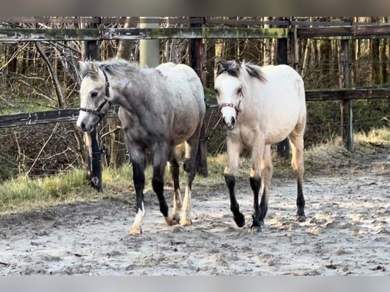 Welsh-B Hengst 1 Jaar 135 cm Falbe in Worpswede