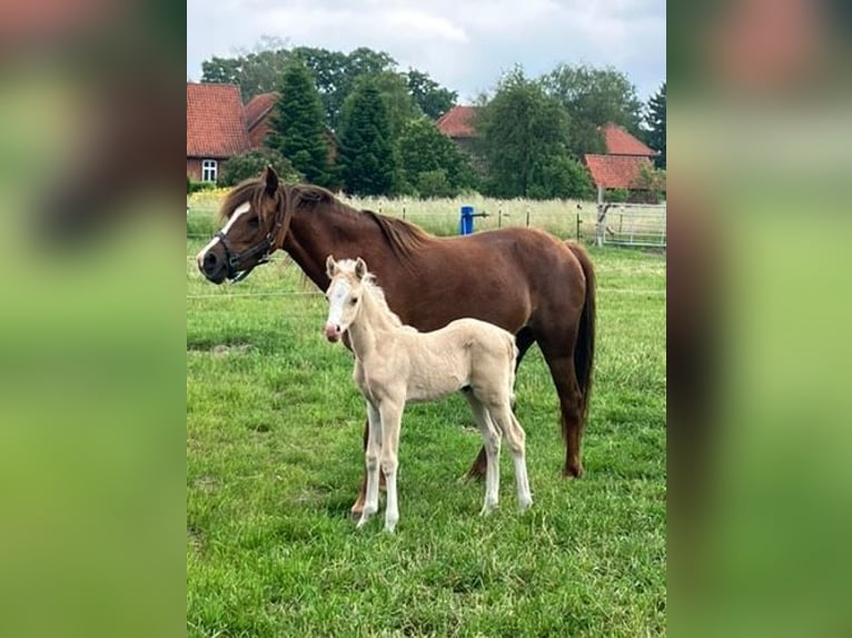 Welsh-B Hengst 1 Jaar 135 cm Palomino in Petershagen