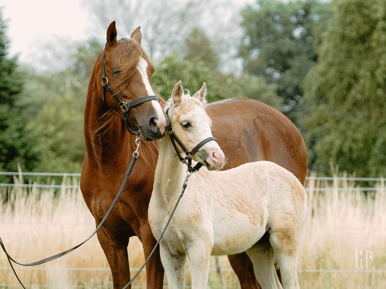 Welsh-B Hengst 1 Jaar 135 cm Palomino in Petershagen
