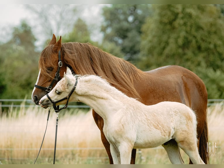 Welsh-B Hengst 1 Jaar 135 cm Palomino in Petershagen