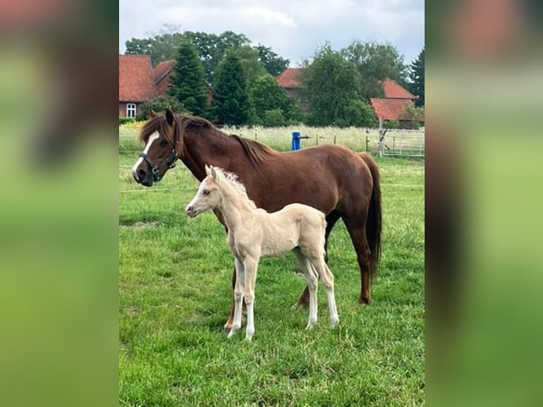 Welsh-B Hengst 1 Jaar 135 cm Palomino in Petershagen