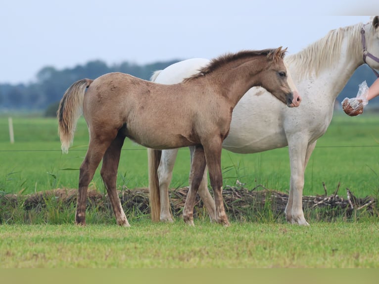 Welsh-B Hengst 1 Jaar 137 cm Schimmel in &#39;t Harde