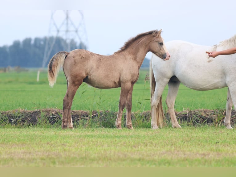 Welsh-B Hengst 1 Jaar 137 cm Schimmel in &#39;t Harde