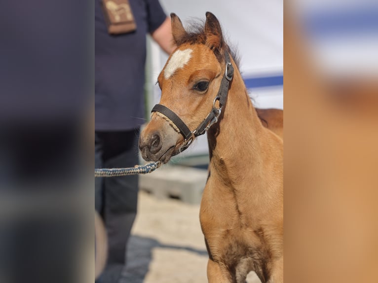 Welsh-B Hengst 1 Jaar Bruin in Hoppenrade