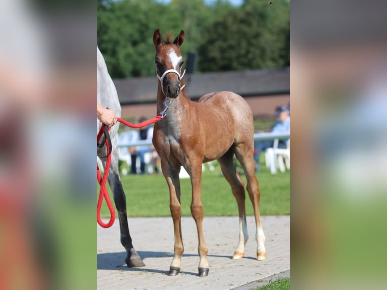 Welsh-B Hengst 1 Jaar Roan-Blue in Frankenberg (Eder)