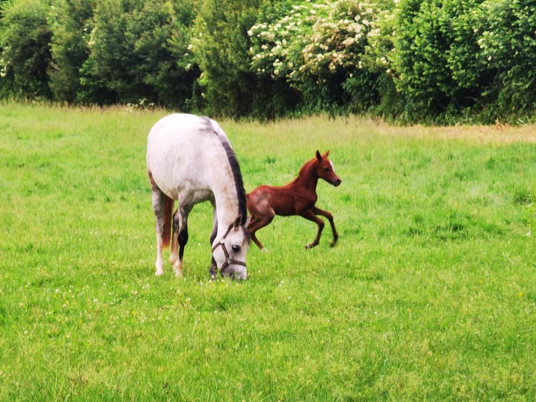 Welsh-B Hengst 1 Jaar Roan-Blue in Frankenberg (Eder)