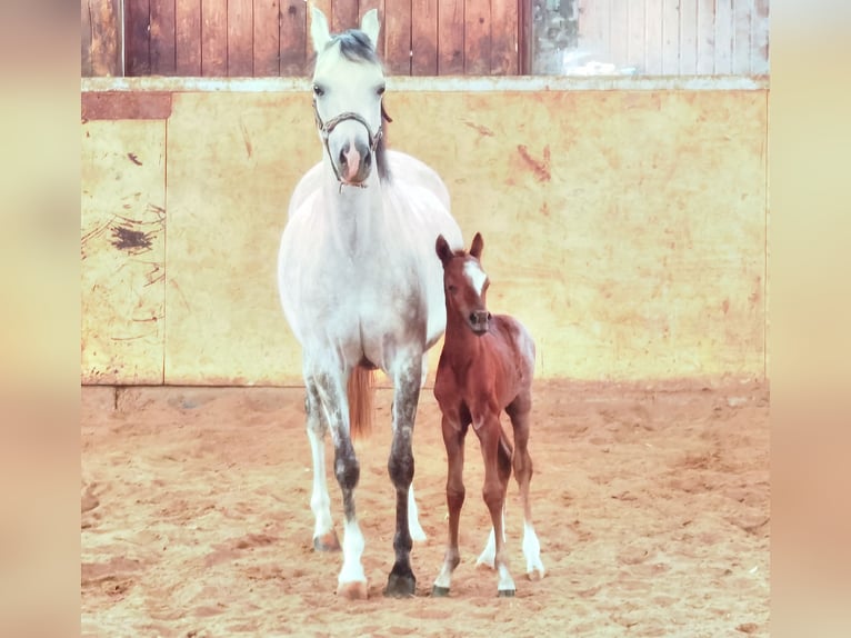 Welsh-B Hengst 1 Jaar Roan-Blue in Frankenberg (Eder)