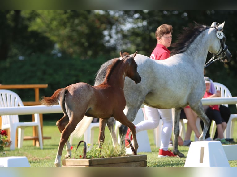 Welsh-B Hengst 1 Jaar Roan-Blue in Frankenberg (Eder)