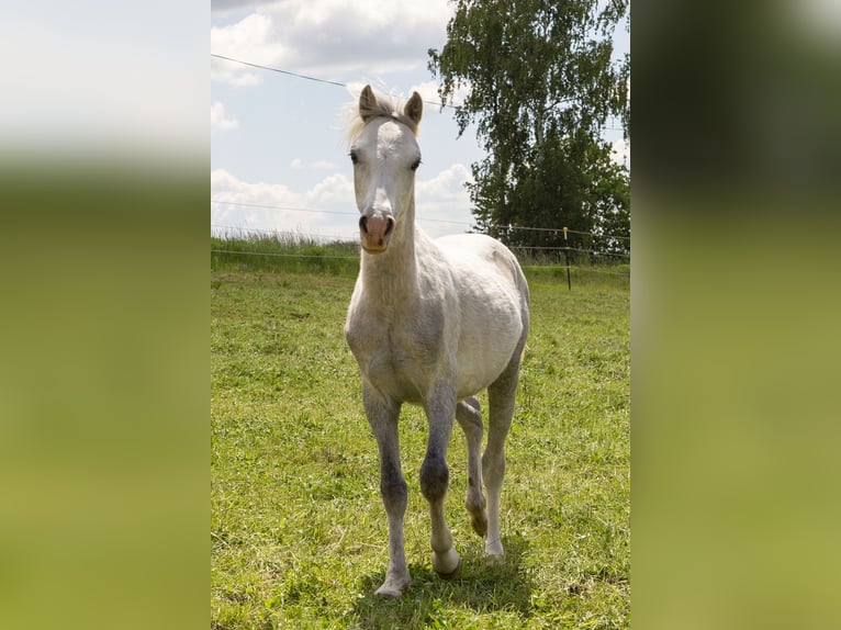 Welsh-B Hengst 1 Jaar Schimmel in Wörth an der Donau
