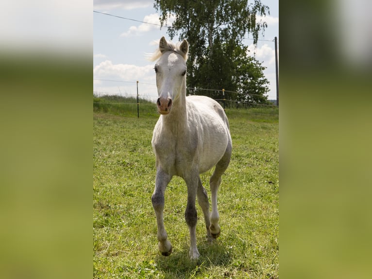 Welsh-B Hengst 1 Jaar Schimmel in Wörth an der Donau