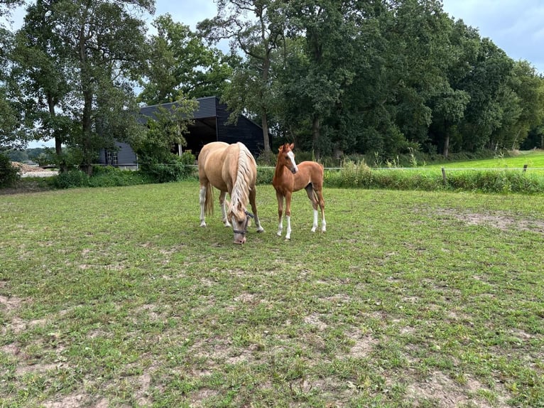 Welsh-B Hengst 1 Jaar Vos in Dalfsen