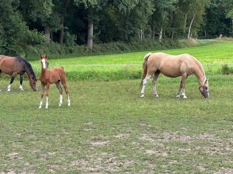 Welsh-B Hengst 1 Jaar Vos in Dalfsen