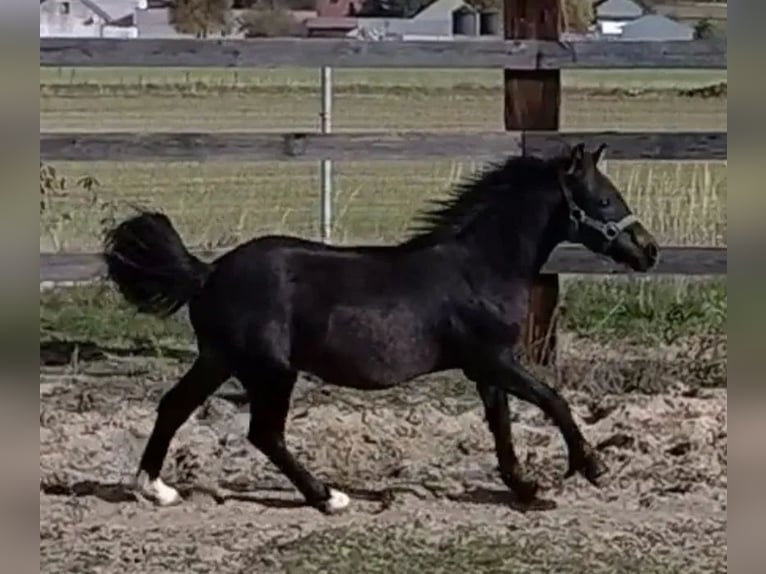 Welsh-B Mix Hengst 1 Jahr 115 cm Schwarzbrauner in Florianów