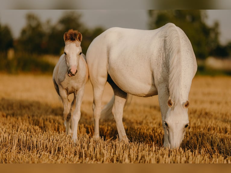 Welsh-B Hengst 1 Jahr 120 cm Braunfalbschimmel in ElzeElze