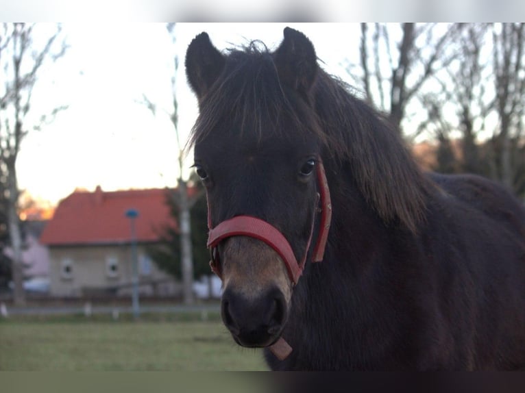 Welsh-B Mix Hengst 1 Jahr 125 cm Dunkelbrauner in Oelsnitz/Erzgebirge