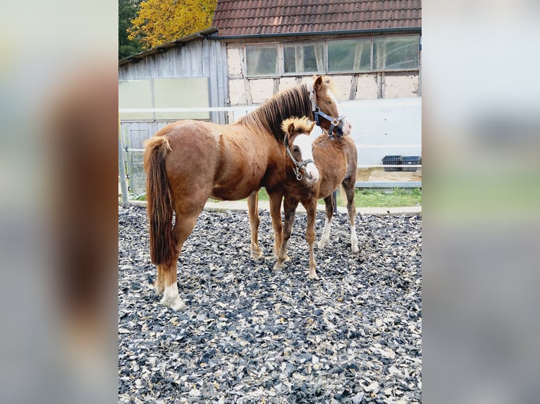 Welsh-B Hengst 1 Jahr 125 cm Dunkelfuchs in Obernzenn