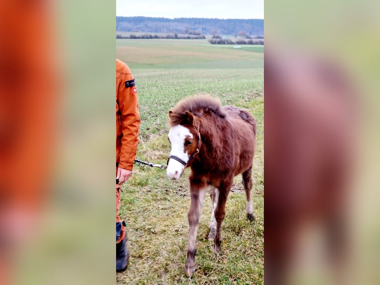 Welsh-B Hengst 1 Jahr 125 cm Dunkelfuchs in Obernzenn