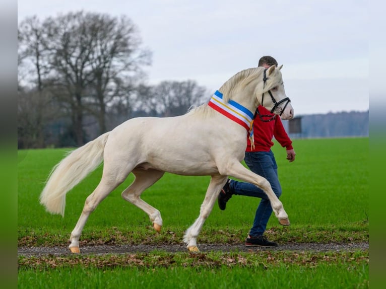 Welsh-B Hengst 1 Jahr 132 cm Perlino in Petershagen