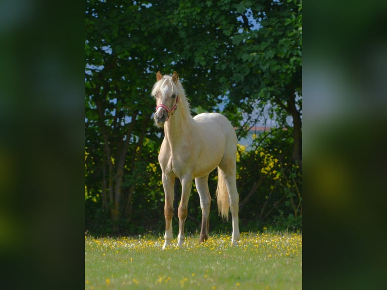 Welsh-B Hengst 1 Jahr 137 cm Palomino in Rennertshofen